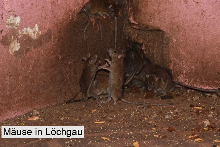 Mäuse in Löchgau